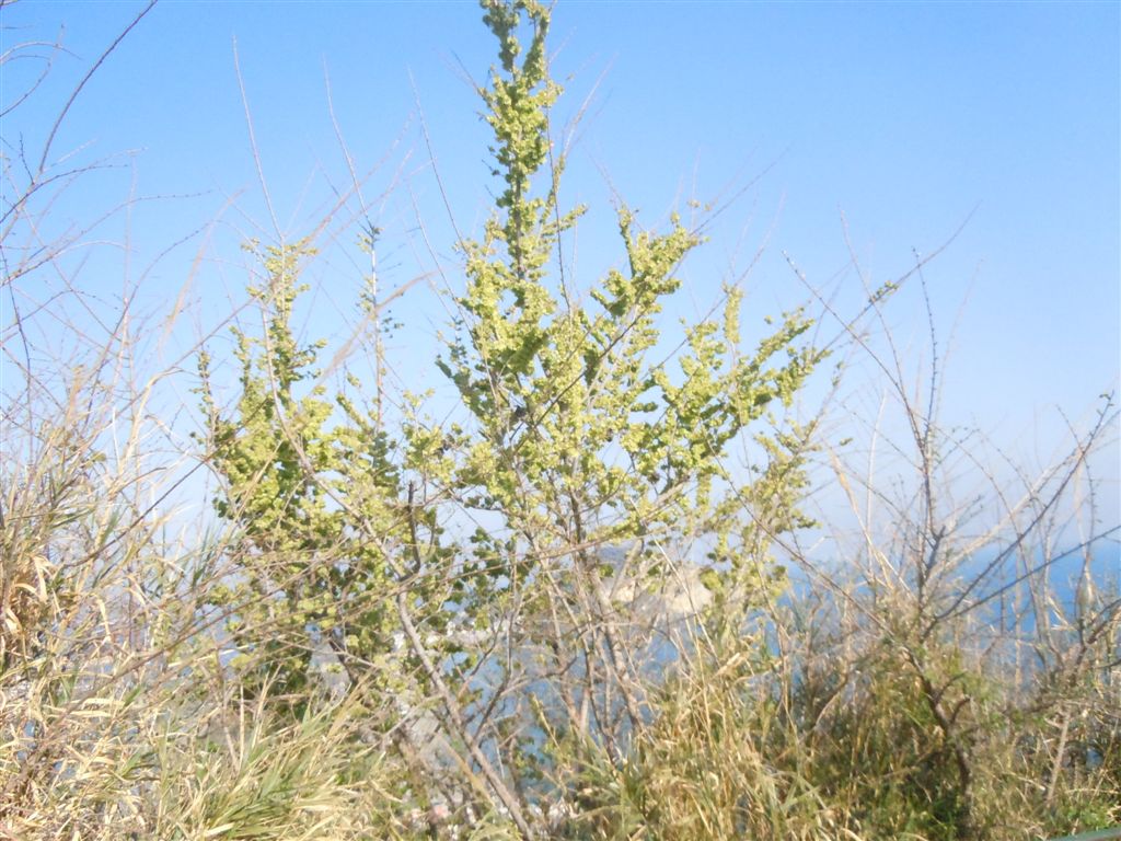 Alberello da identificare - Ulmus cfr. minor Miller